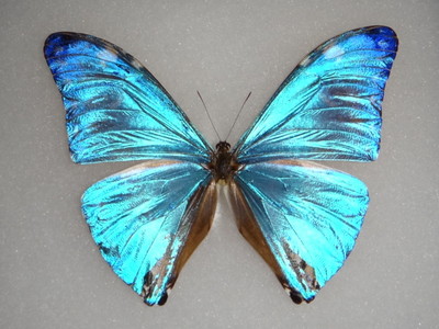 Morpho adonis Gynandromorph (Internet Image property of respective owner, non-commercial use only)